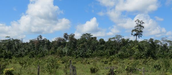 Selva amazónica Selva amazónica - Sputnik Mundo
