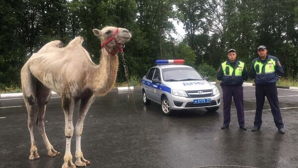Un camello sale a la carretera en Rusia - Sputnik Mundo
