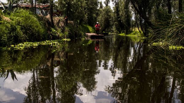 Campesino en el canal de Xochimilco el último lago de la Ciudad de México - Sputnik Mundo