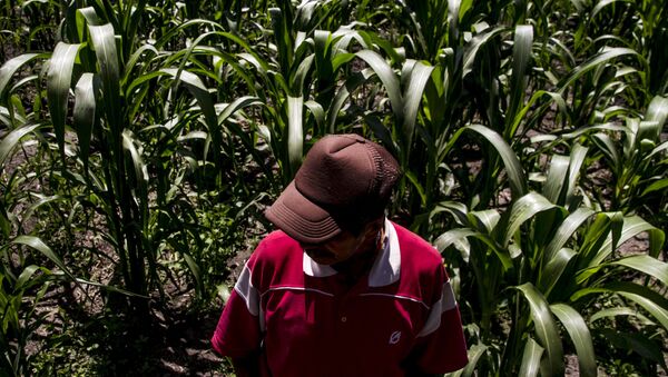 Dionisio, campesino de Xochimilco, muestra los cultivos de maíz en la chinampa - Sputnik Mundo