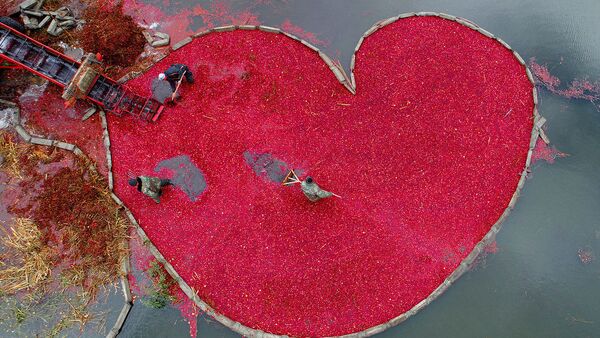 'Corazón de arándano rojo', foto del ganador del Concurso Internacional de Fotoperiodismo Andréi Stenin de 2018 en la categoría 'Mi planeta', Serguéi Gapon - Sputnik Mundo