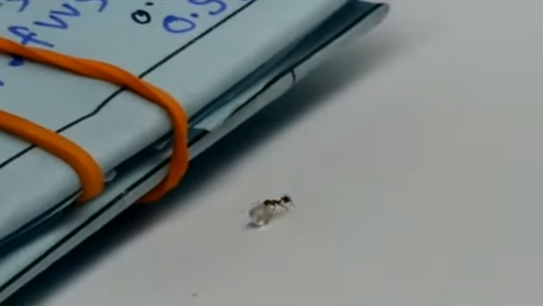 Cazan 'in fraganti' a una hormiga robando un diamante - Sputnik Mundo
