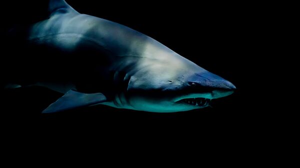 Un tiburón, imagen referencial - Sputnik Mundo