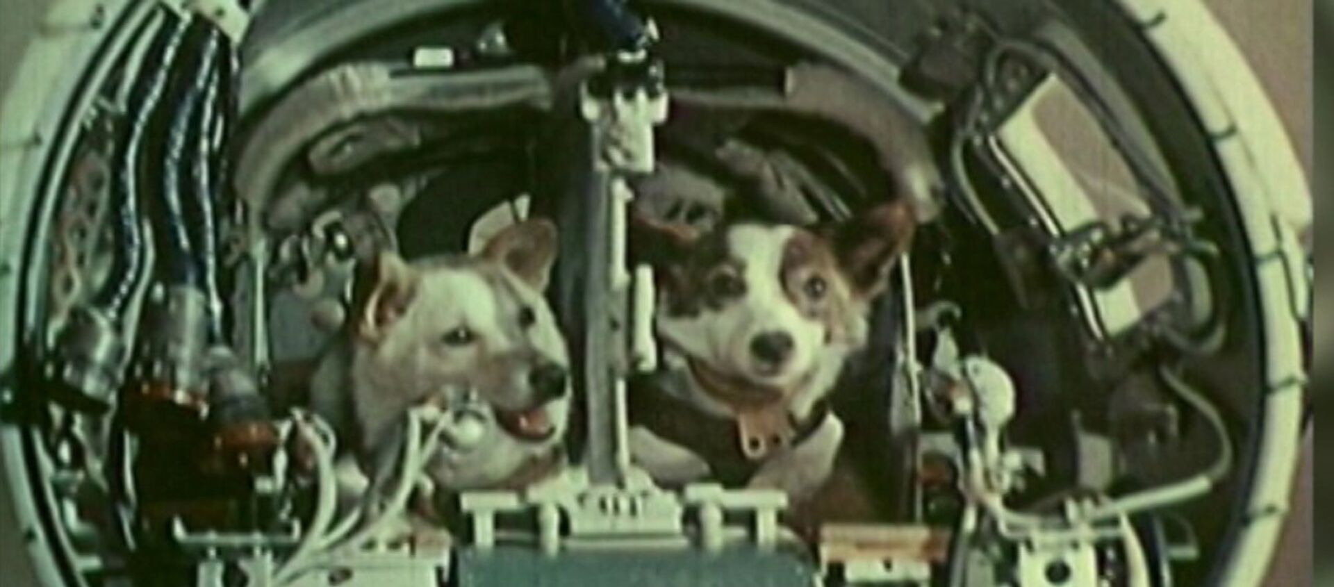 Belka y Strelka, las perritas que conquistaron el espacio hace 58 años - Sputnik Mundo, 1920, 19.08.2018