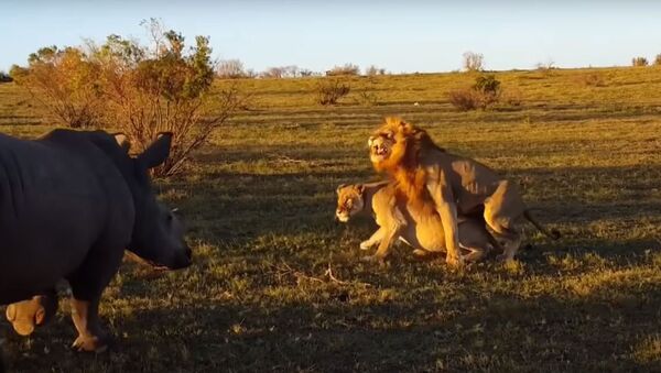 Un rinoceronte interrumpe el coito de los leones - Sputnik Mundo
