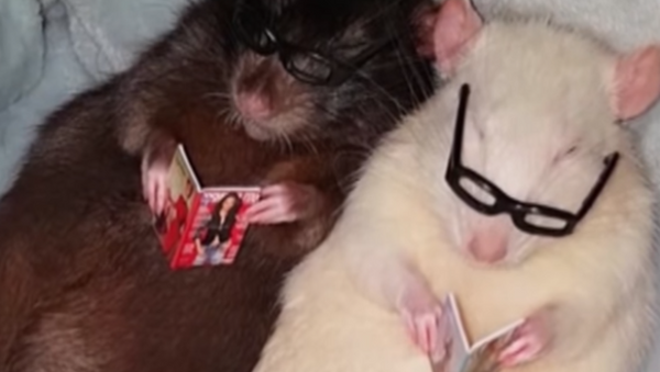 Estas ratas son más inteligentes que muchos humanos - Sputnik Mundo