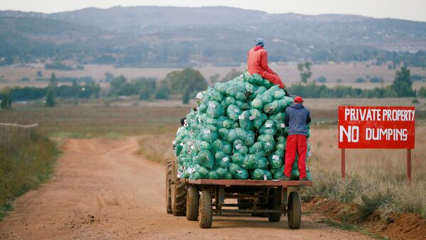 Trabajadores agrícolas cosechan col en una granja en Eikenhof, cerca de Johannesburgo, Sudáfrica - Sputnik Mundo