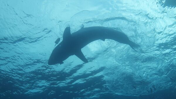 Un tiburón blanco (imagen referencial) - Sputnik Mundo
