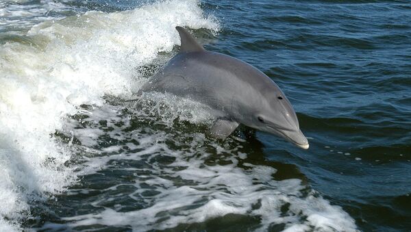Un delfín, foto de archivo - Sputnik Mundo