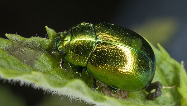 Un escarabajo de la familia de los comedores de hojas - Sputnik Mundo