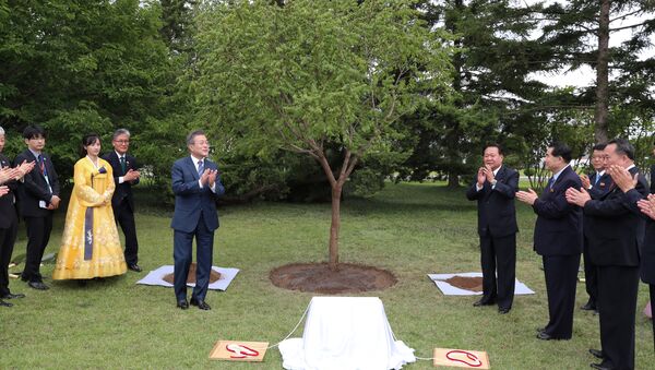 El presidente de Corea del Sur, Moon Jae-in, plantó en Pyongyang un árbol en memoria de su visita a la capital norcoreana - Sputnik Mundo