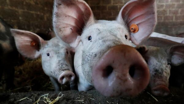 Свиньи в хлеву на ферме недалеко от Брюсселя - Sputnik Mundo