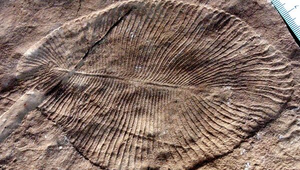 Un fósil de Dickinsonia costata hallado en Australia (archivo) - Sputnik Mundo