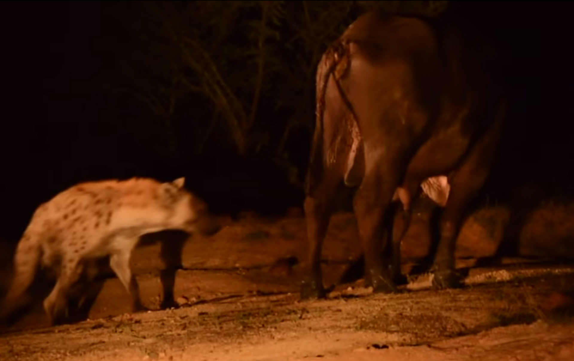 El peor día: un búfalo se defiende de una manada de leones... pero una hiena  se cuela por detrás , Sputnik Mundo