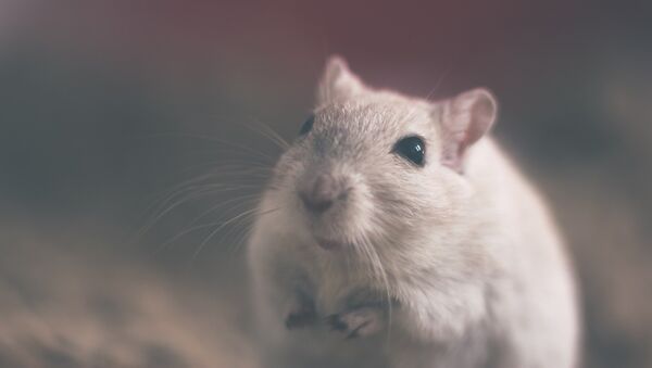Una rata (imagen referencial) - Sputnik Mundo