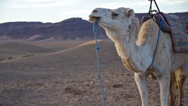 Un camello, imagen referencial - Sputnik Mundo