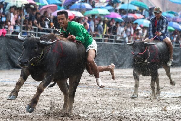 Participante del festival anual de búfalos en Chonburi, Tailandia. - Sputnik Mundo