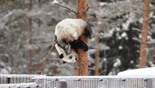 Un panda juega bajo la nieve (archivo) - Sputnik Mundo