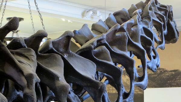 Restos del dinosaurio del grupo de los saurópodos (Archivo) - Sputnik Mundo