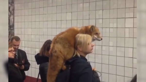 Lo normal: un zorro esperando el metro en Moscú - Sputnik Mundo