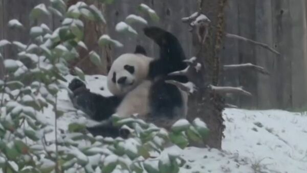 Un oso panda enloquece de alegría tras presenciar la primera nevada - Sputnik Mundo