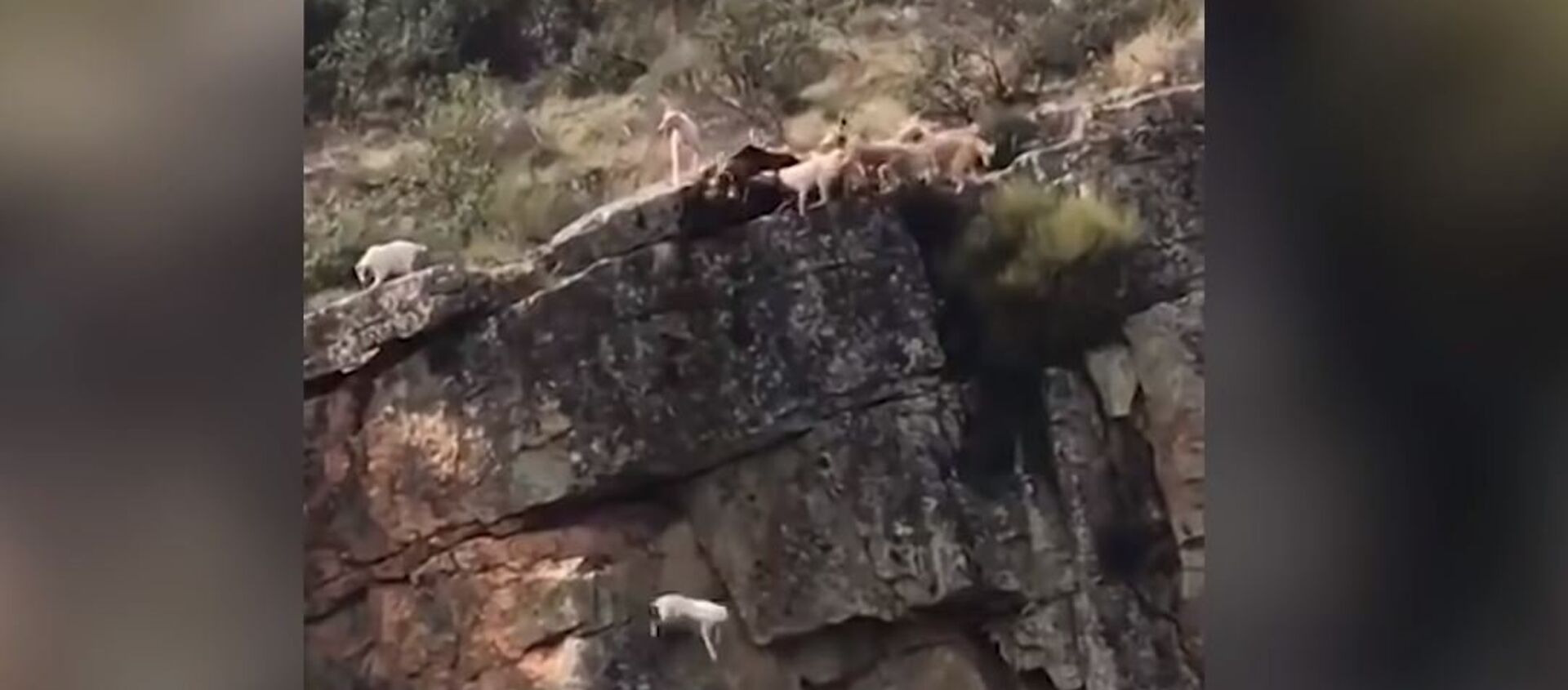 12 perros caen con un ciervo por un acantilado - Sputnik Mundo, 1920, 20.11.2018