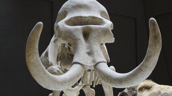 El esqueleto de un mamut (Archivo) - Sputnik Mundo