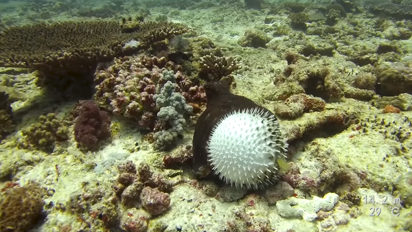 Unos buzos logran registrar un raro encuentro entre un pez globo y un pulpo en las Seychelles - Sputnik Mundo