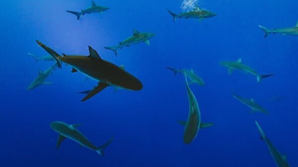 Tiburones, imagen referencial - Sputnik Mundo