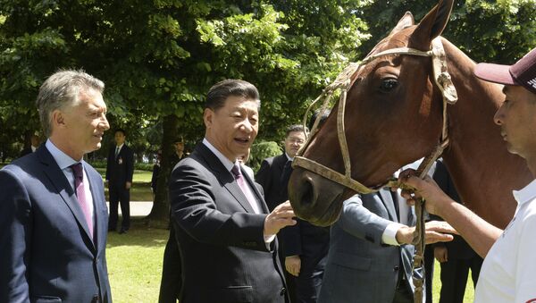 Mauricio Macri, presidente de Argentina, le regala un caballo de polo a su homólogo chino, Xi Jinping - Sputnik Mundo