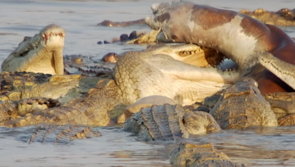 Unos hipopótamos defienden a su difunto amigo de cocodrilos - Sputnik Mundo