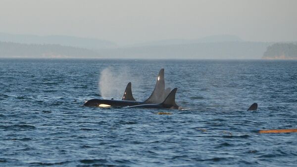 Un grupo de orcas (archivo) - Sputnik Mundo