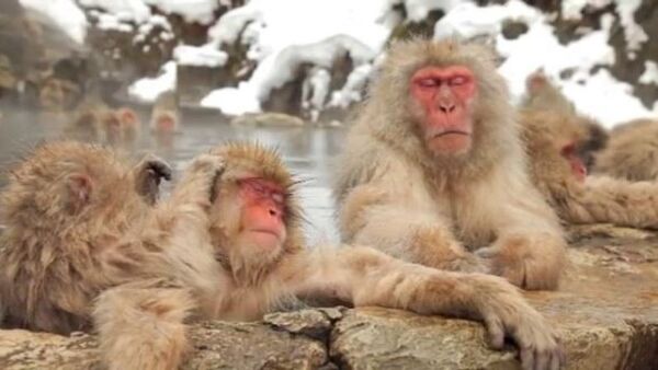 Así es como se relaja: descubre un 'centro de spa' para los monos - Sputnik Mundo