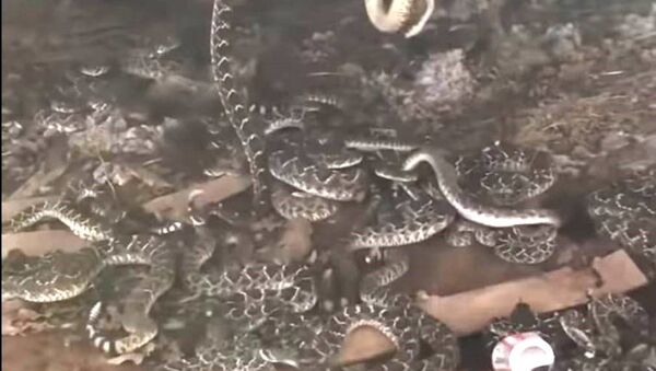 Un nido de serpientes en Texas - Sputnik Mundo