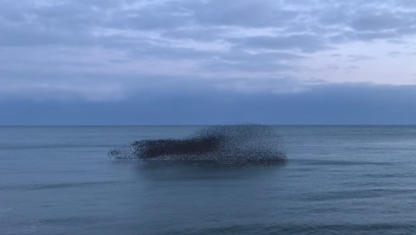 Una bandada de pájaros muestra un increíble  espectáculo visual cerca de las costas de la ciudad británica de Brighton. - Sputnik Mundo