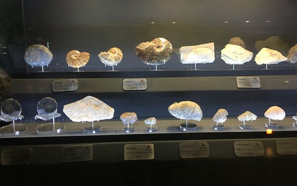 Piedras y fósiles en el museo de Las Rocas y Fósiles en Zacatecas, México - Sputnik Mundo