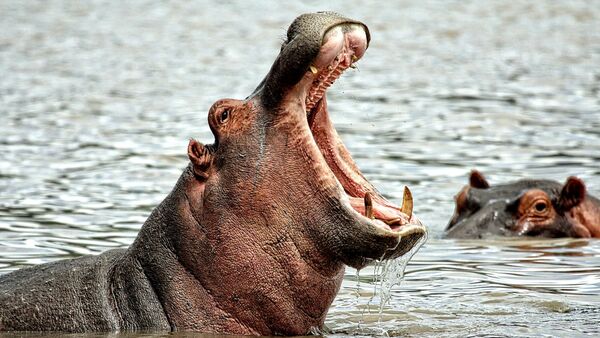 El duro castigo de un hipopótamo a un pescador que se atrevió a molestarle - Sputnik Mundo
