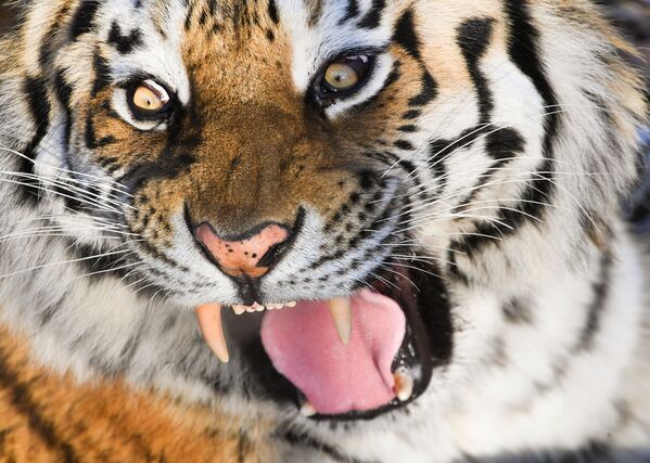 Tigres, modelos y mucha nieve: las fotos más destacadas de la semana - Sputnik Mundo