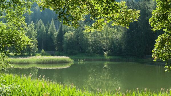 Un bosque en Austria, referencial - Sputnik Mundo
