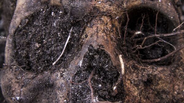 Cráneo localizado en una fosa clandestina en Huitzuco, México - Sputnik Mundo