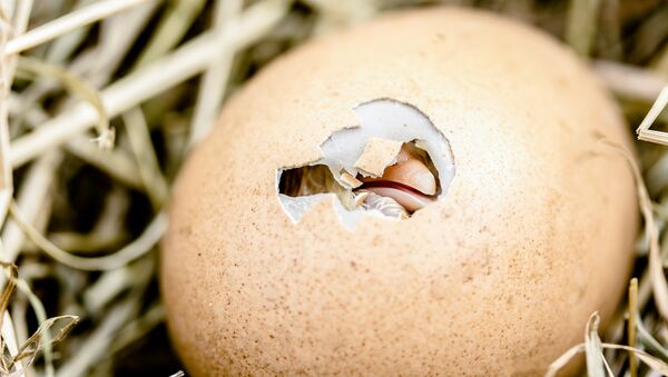 Un huevo, imagen referencial - Sputnik Mundo