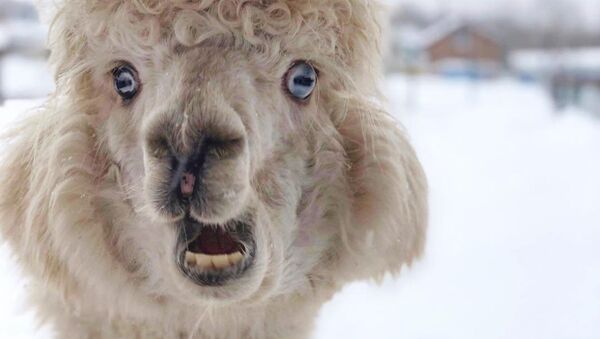 Una alpaca en el invierno ruso - Sputnik Mundo
