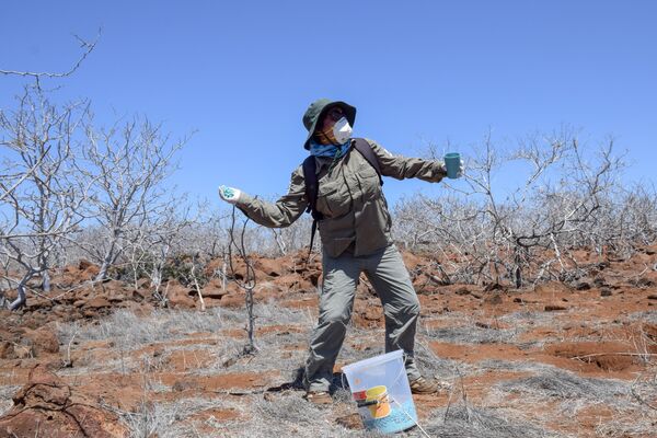 Colocación del cebo para la erradicación de roedores en Seymour Norte Colocación del cebo para la erradicación de roedores en Seymour Norte - Sputnik Mundo