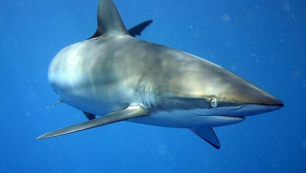 Un tiburón limón - Sputnik Mundo