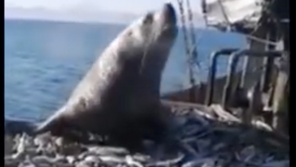 Un problema literalmente gordo: un lobo marino se sube a un barco y se zampa el pescado - Sputnik Mundo