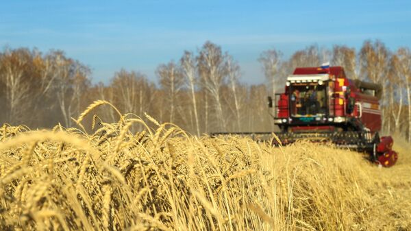 Recogida de la cosecha de trigo en Rusia - Sputnik Mundo