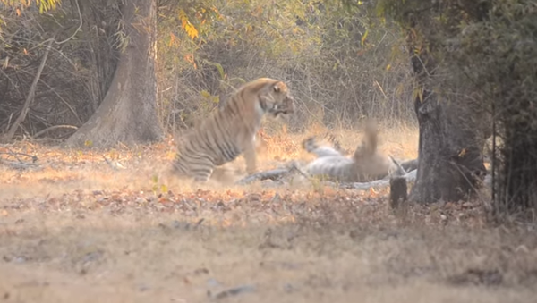 Dos tigres protagonizan una feroz pelea en la India - Sputnik Mundo