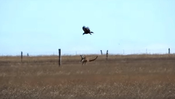 Un enorme águila ataca a un canguro en Australia - Sputnik Mundo