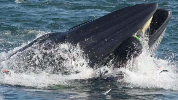 Un fotógrafo sobrevivió milagrosamente después de caer en la boca de una ballena - Sputnik Mundo