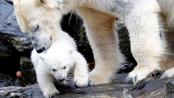 Un zoológico berlinés presenta a su nuevo oso polar - Sputnik Mundo